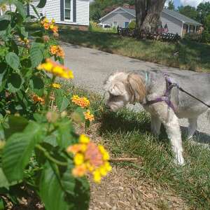 Fundraising Page: Charlotte McGhee